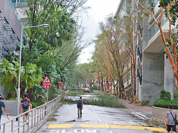 「山竹」袭港期间，中大校园多处出现塌树，莫少文与同事在一天内，沿着山路逐处清理。