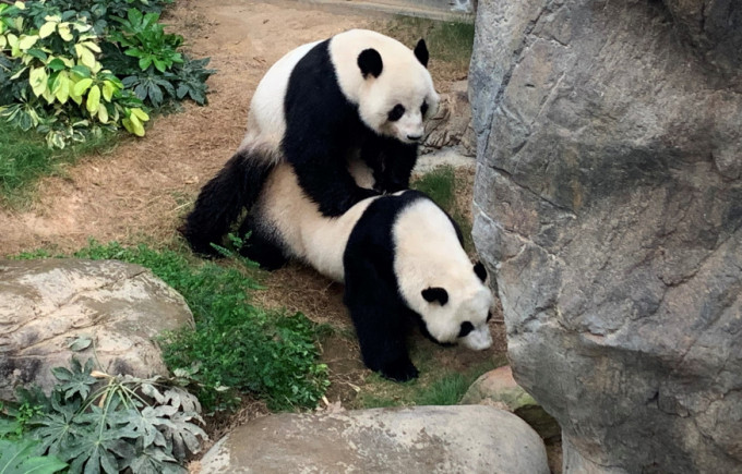大熊貓今年首次自然交配成功。資料圖片