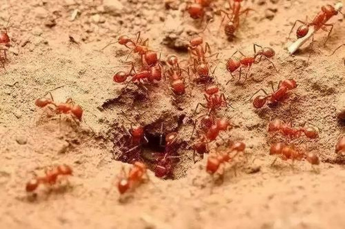 农业农村部表示红火蚁已入侵12个省份。