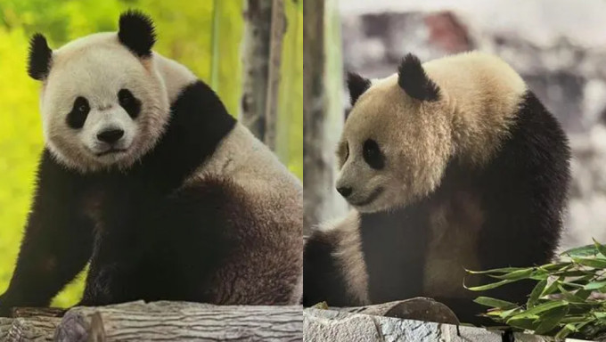 美国华盛顿国家动物园年内将迎来一对新的中国大熊猫——「宝力」、「青宝」。