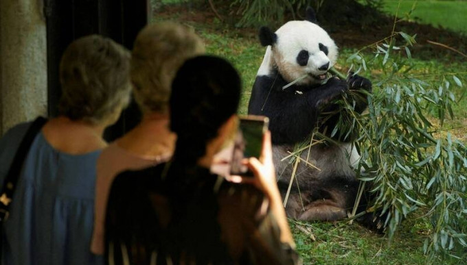 中国将再送熊猫到美国。