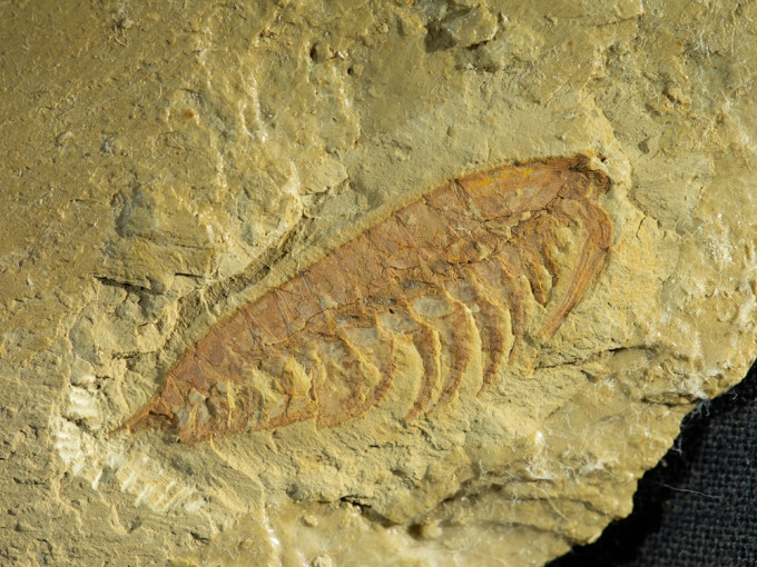 研究团队日前于柴达木盆地寻获一组5.5亿年前的化石群。网上图片