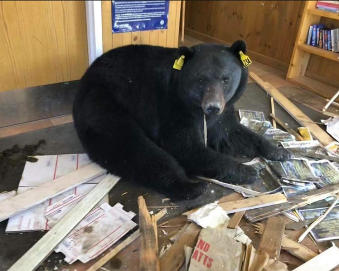 黑熊一脸无奈，而邮局遍地残骇。网图