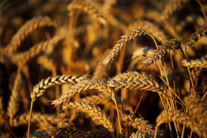 全球粮食价格已经创下10年新高，小麦期货价格更是创下9年新高。路透社资料图片