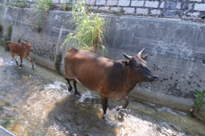 两牛被困荃湾引水道，消防及渔护到场救起。