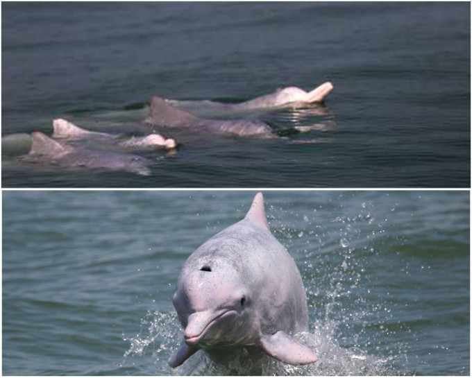 图上，一群白海豚在钦州三娘湾海域结伴出游。图下，珠三角水域的中华白海豚。