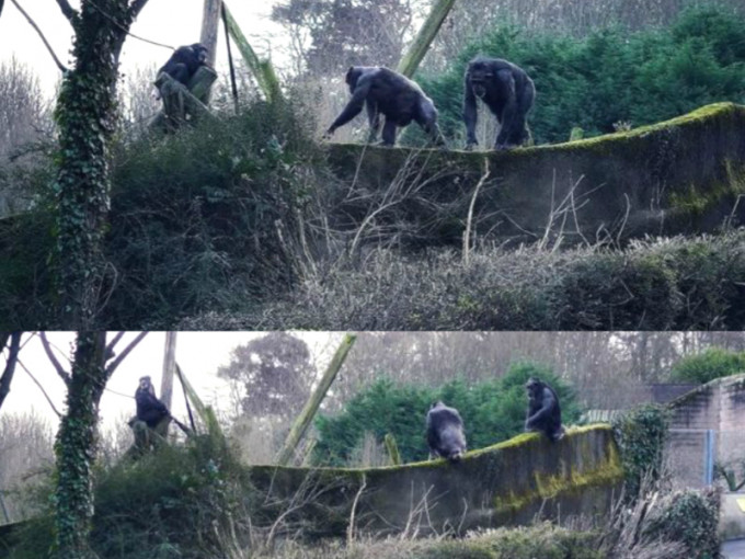 動物園黑猩猩用樹枝造梯翻牆逃跑。網上圖片