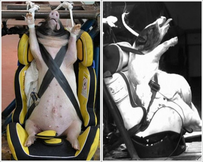 活猪被绑在汽车座位上进行测试。国际耐撞性杂志