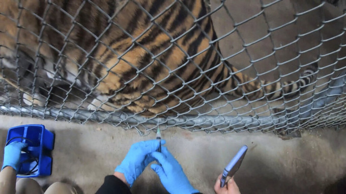 奧克蘭動物園是第一個使用專門為動物配製的實驗性疫苗，以保免受新冠病毒感染的動物園。AP圖片