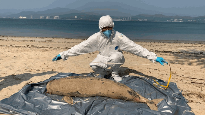 江豚屍體於東坪洲沙灘被發現，身長約137厘米，屍體屬中度腐爛。香港海洋公園保育基金提供