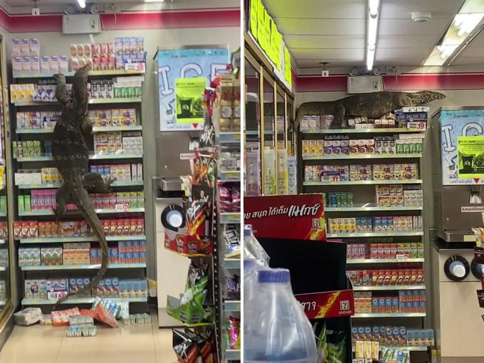 泰國巨蜥闖便利店攀爬貨架，民眾尖叫拍片。（FB影片截圖）