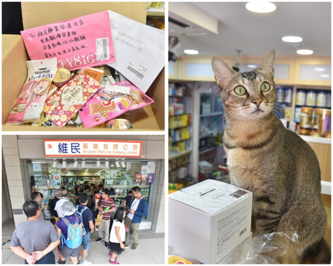 猫店长「波子」重返店铺「复工」。杨伟亨摄