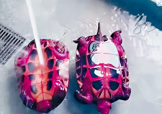 吃了火龍果的烏龜第二天變紫紅龜。