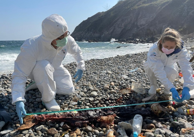 海洋公园保育基金人员检走江豚尸体，作进一步剖验。海洋公园保育基金图片