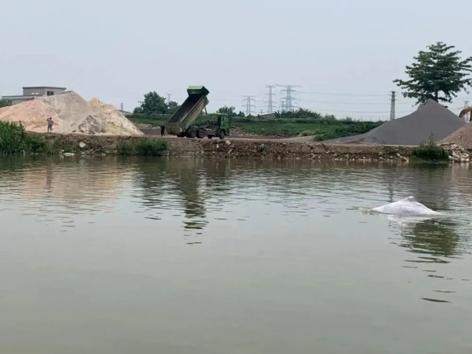 中華白海豚時而游出水面。市漁政支隊圖片