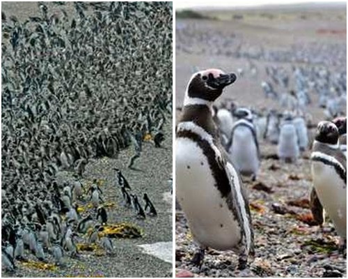 大量企鵝湧往海灘覓食和交配。AP