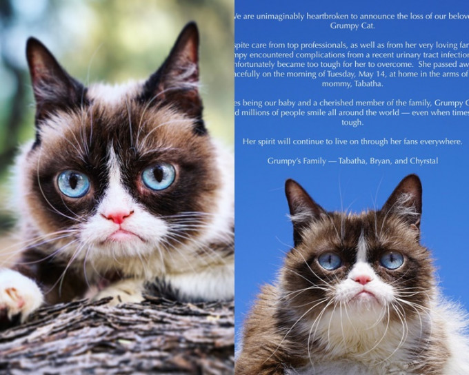 「Grumpy Cat」离世。官方Twitter图片