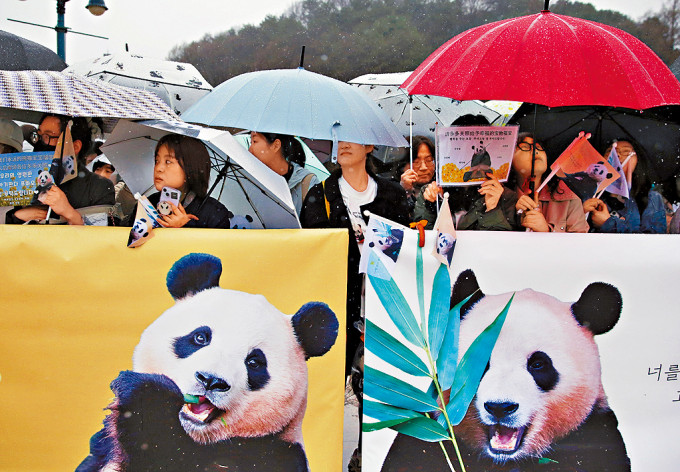 大批韩国民众雨中送别大熊猫「福宝」。