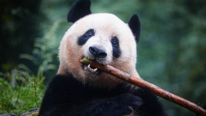 生於日本的大熊貓「香香」去年2月從東京上野動物園回到家鄉四川。（新華社）