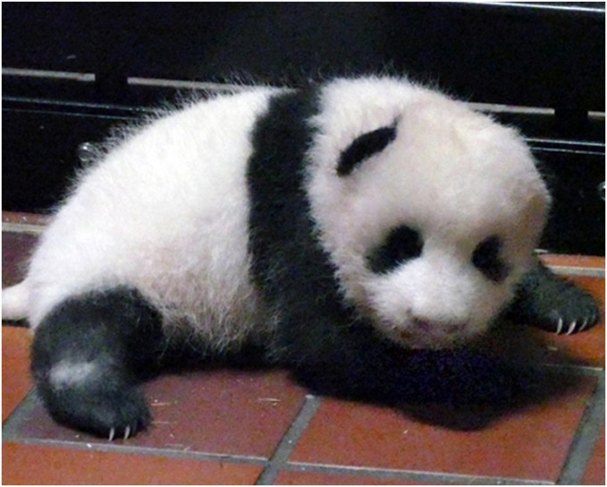 熊貓幼崽。攝於8月11日。（上野動物園）