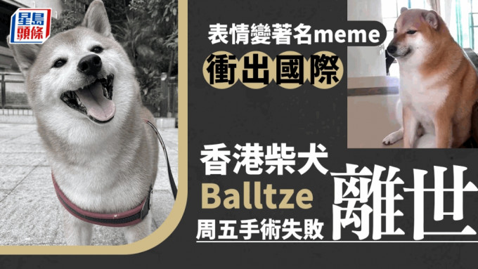 柴犬Balltze不幸在手術中與世長辭，終年12歲，無數網民湧入Instagram留言悼念。