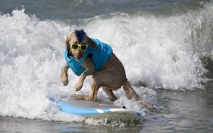有狗狗顺利又潇洒地冲浪到岸边。AP图片
