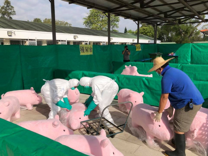 食衛局出動粉紅豬隻公仔作銷毀豬隻行動演習。陳肇始 Sophia Chan fb