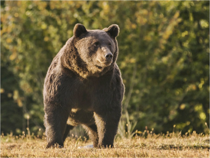 列支敦士登亲王被指射杀欧洲体型最大的野生棕熊。AP资料图片