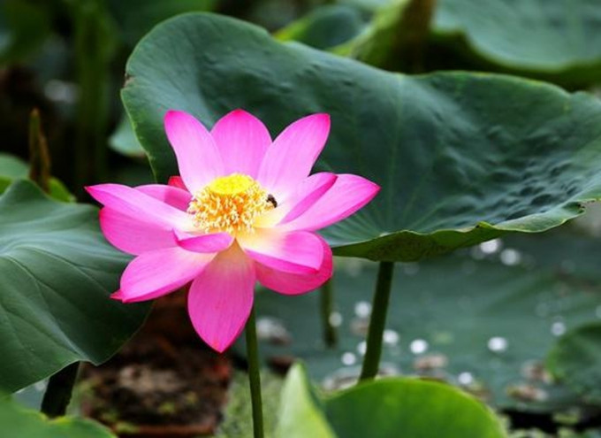 从北京圆明园考古挖掘出来的一颗沉睡百年的古莲子，经过一年培育后成功「复活」，近日开出第一朵花。（网图）