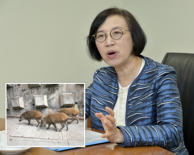 陈肇始指有市民建议除猫狗以外，猴子、野猪等其他动物亦应包括在内。 资料图片