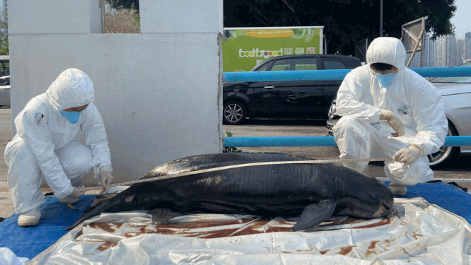 大屿山狗岭涌现成年江豚尸体。香港海洋公园保育基金提供