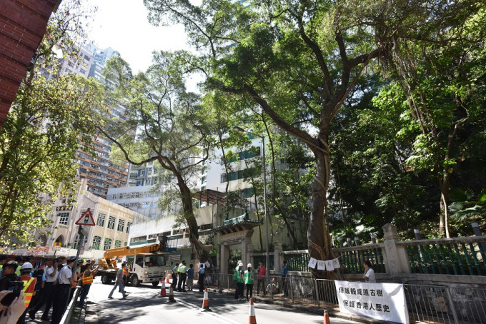 地政总署早前移除西环般咸道香港大学邓志昂楼对出的两棵细叶榕。资料图片