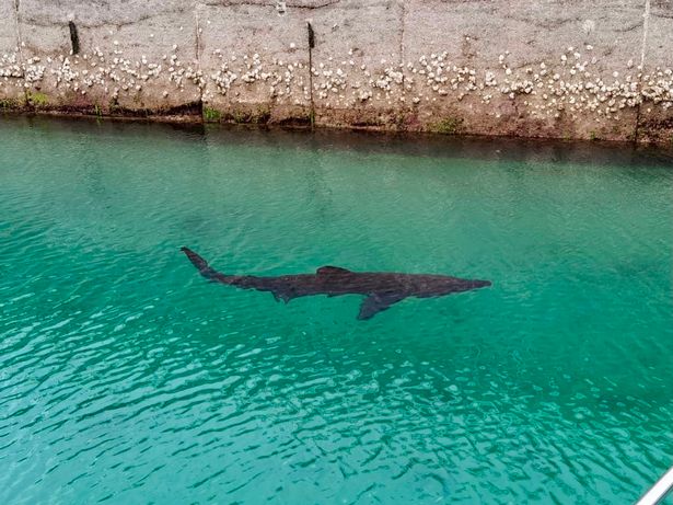 托奇码头发现长3.6米的姥鲨。 网图