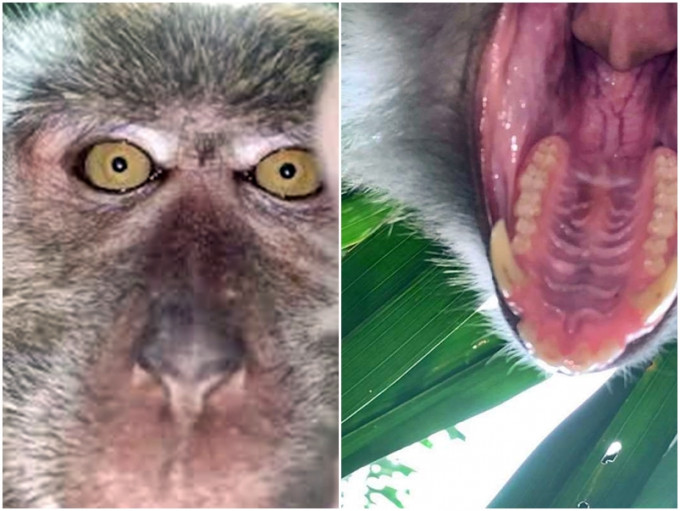 Zackrydz的手机相簿内，有多张猴子自拍照，以及它试图吃掉手机的影片。网图
