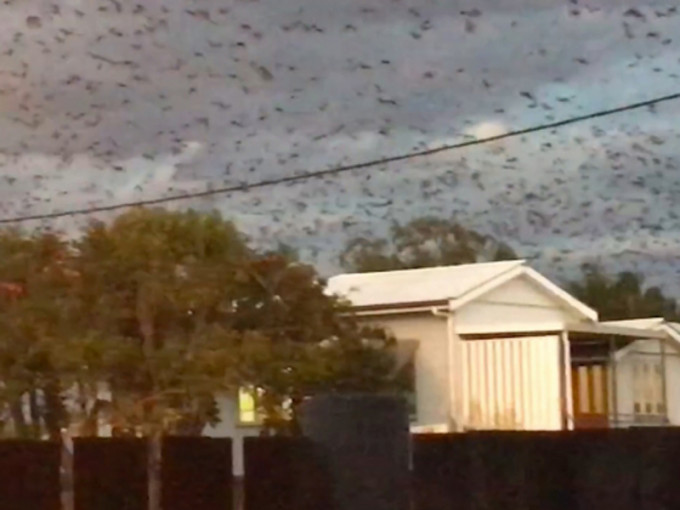 查特斯堡有數十萬蝙蝠來襲，遮天蔽日。（互聯網圖片）