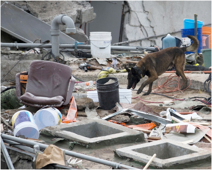 搜救犬在瓦礫堆中搜索。AP