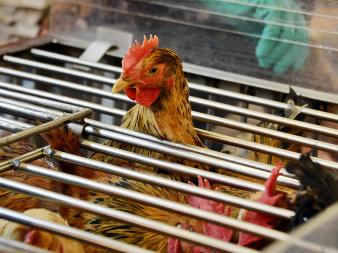 德國部分地區爆發H5N8禽流感，食安中心即時指示業界暫停上述地區進口禽肉及禽類產品。資料圖片（示意圖）
