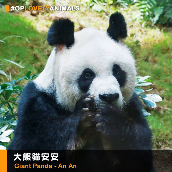 安安32岁成全球最长寿圈养雄性大熊猫。海洋公园图片