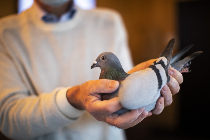 中国神秘买家花近1500万买下比利时赛鸽。ap图