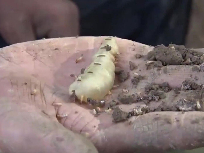 湖北發現60多年的超大蟻穴，蟻王蟻后體長5厘米。