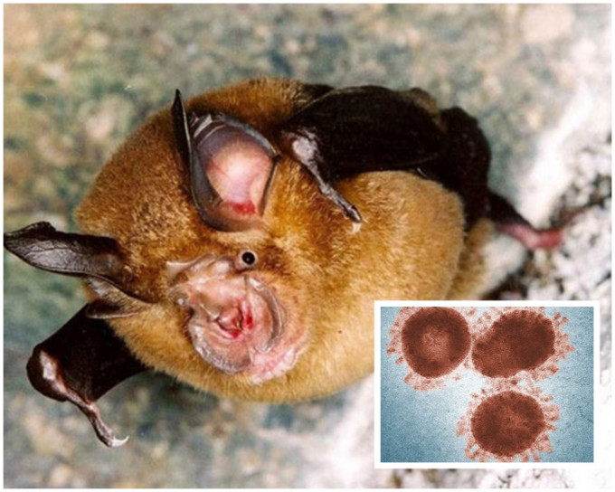 蝙蝠的15株毒株包含構成人類的病毒的所有基因組。網圖