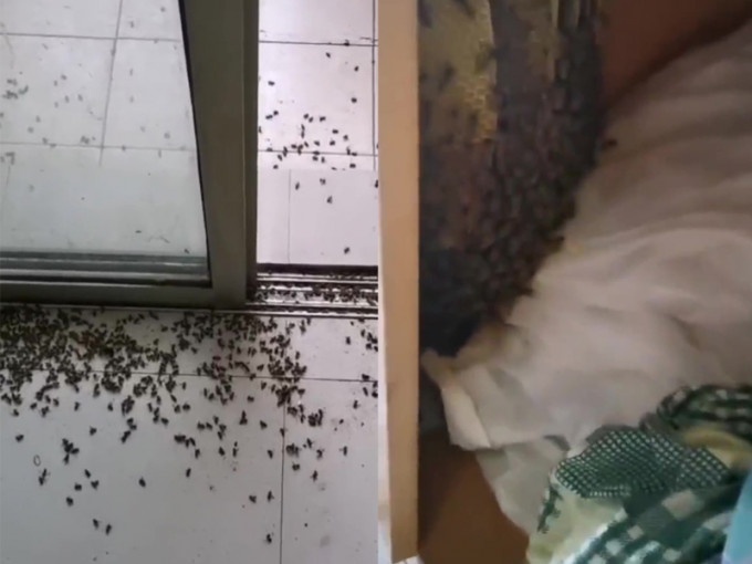 重慶一名大學生復課回到宿舍，怎料一進房間就發現滿地蜜蜂屍，更發現室友的衣櫃有蜂巢。(網圖)