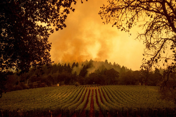 加州葡萄酒鄉納帕縣和索諾瑪縣的山火愈燒愈烈。AP圖片