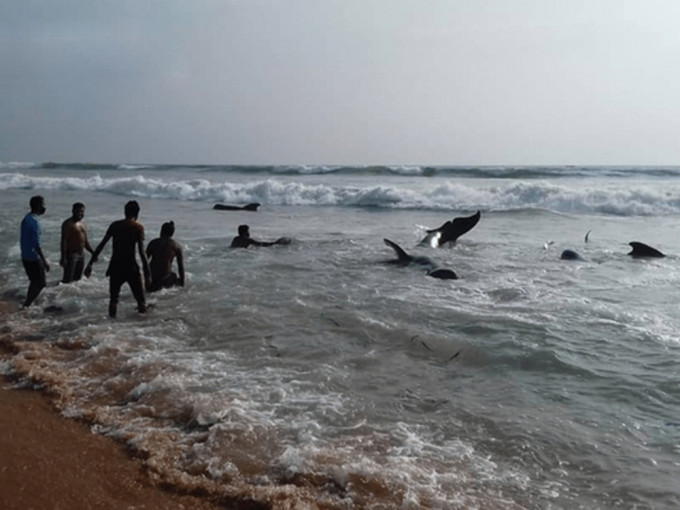 斯里蘭卡發生大規模鯨魚擱淺事件。(網圖)