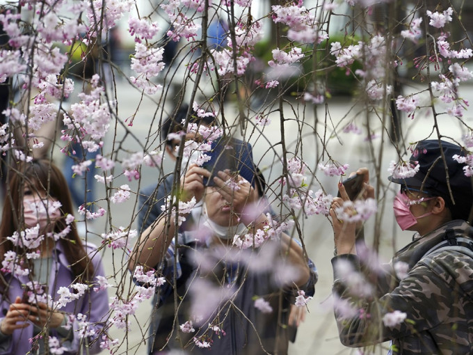 不少日本人外出赏樱，或是个案回升的主因。AP图片