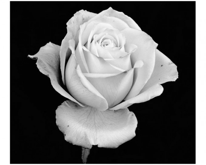 梁美芬在fb上載一幅白花的相片，悼念劉皇發離世。梁美芬fb圖片