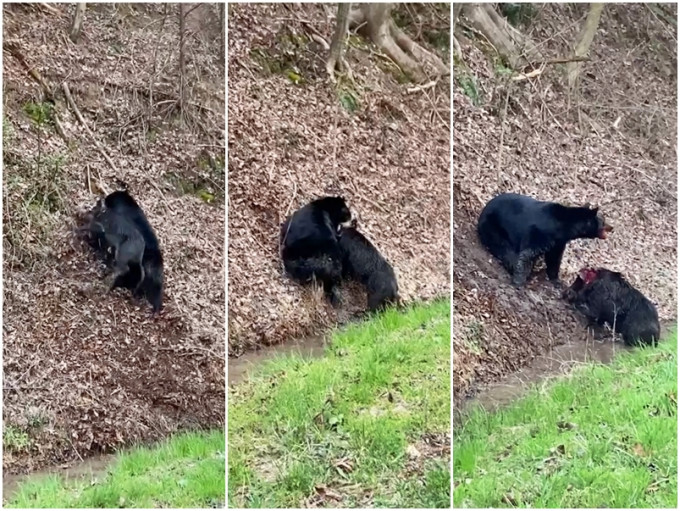 美国网民日前到国家公园游玩时，意外看到一场黑熊与野猪的战斗。影片截图