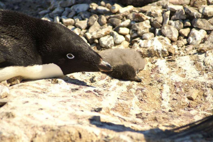 南極企鵝遭遇滅族危機。網上圖片