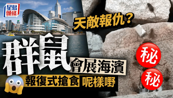 恐怖群鼠乱窜 湾仔会展海滨惊变老鼠饭堂 报复式抢食呢样嘢