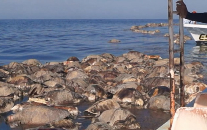 300只丽龟尸体在浮在海面。网上截图